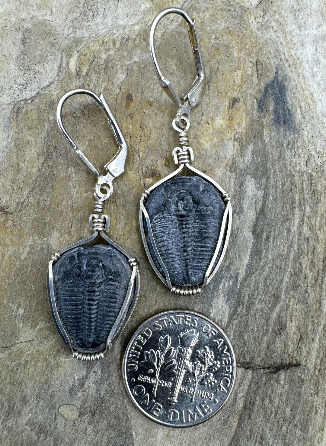 Heidi White Designs Wire Wrapped Trilobite Fossil Earrings