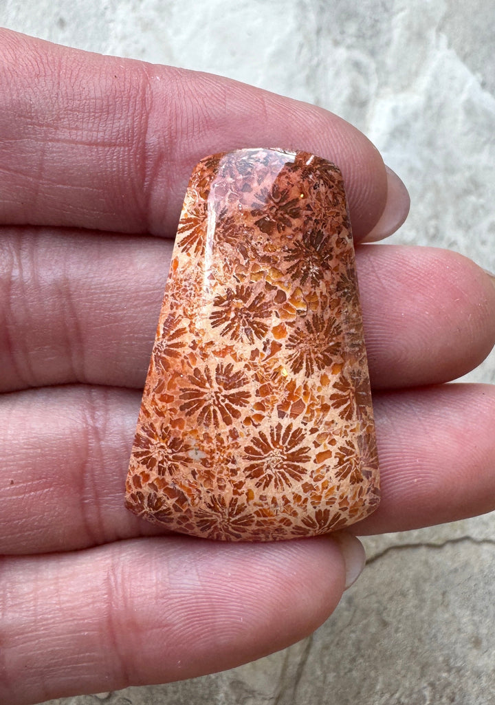 High Grade Fossil Coral Designer Cabochon 25x38mm - Fossil