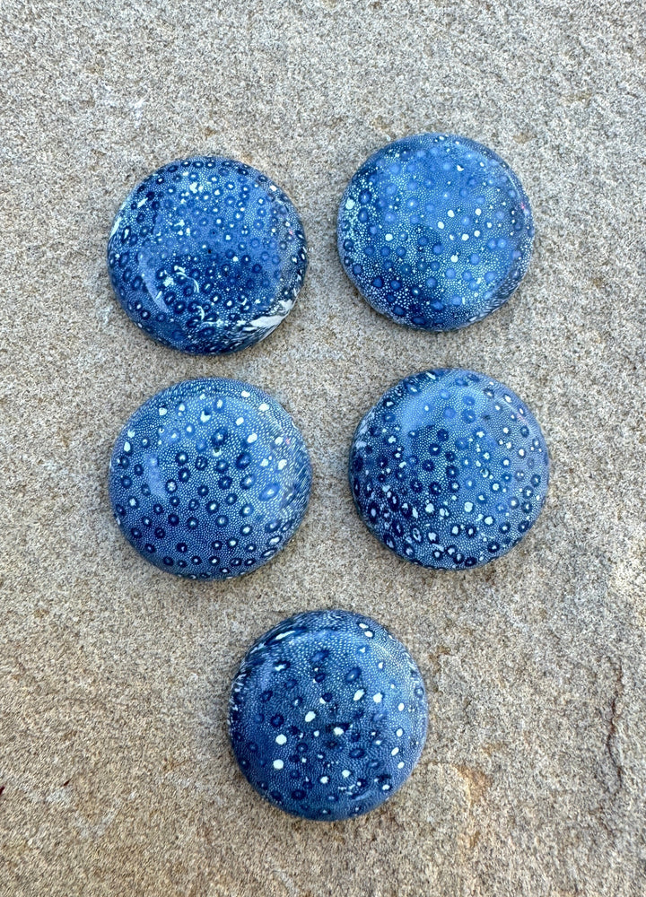 Natural Blue Sponge Coral Calibrated Round Cabochons 20mm