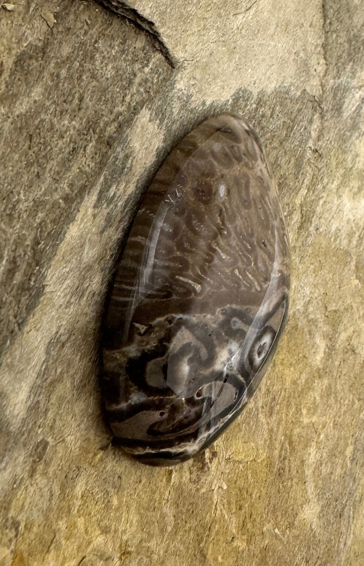 Petrified Tree Fern Designer Cabochon 15x27mm - petrified