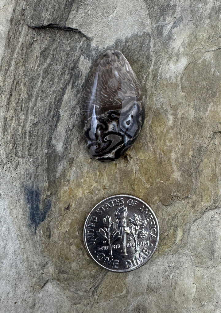 Petrified Tree Fern Designer Cabochon 15x27mm - petrified