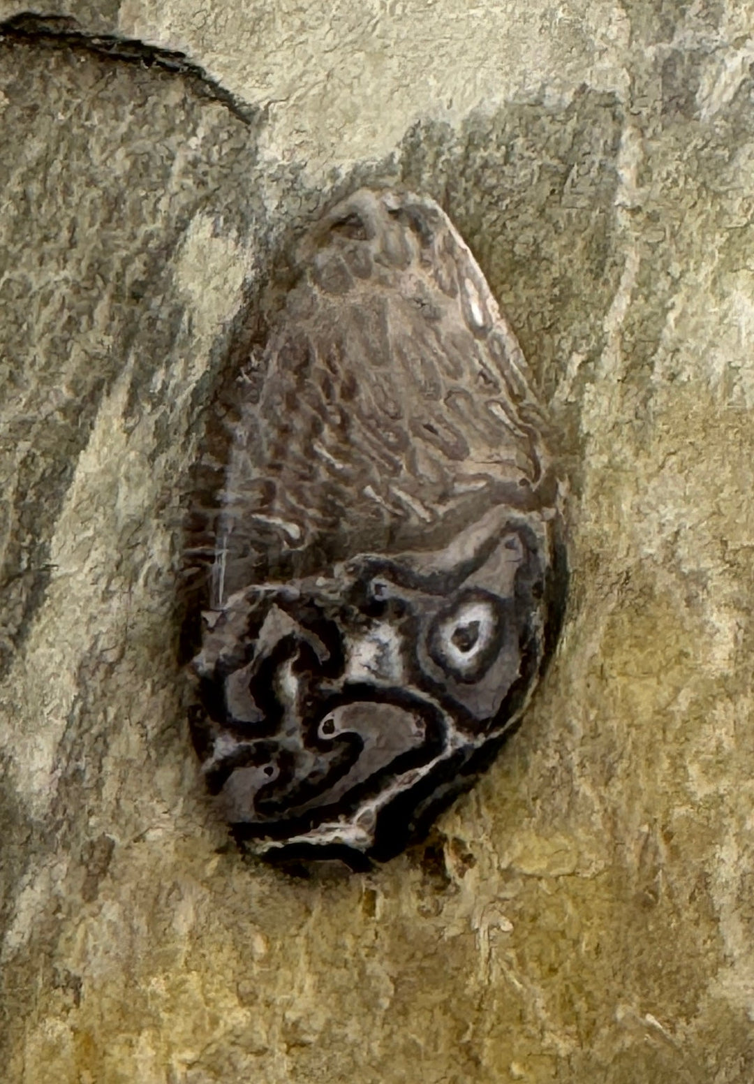 Petrified Tree Fern Designer Cabochon 15x27mm - petrified