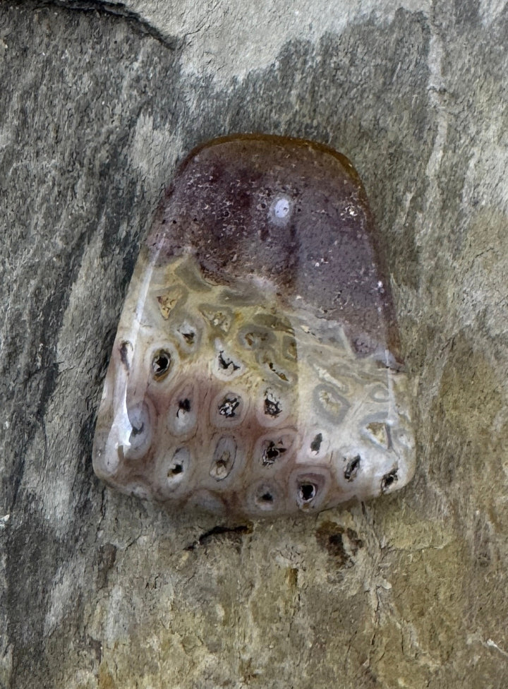 Petrified Tree Fern Designer Cabochon 18x22mm - petrified