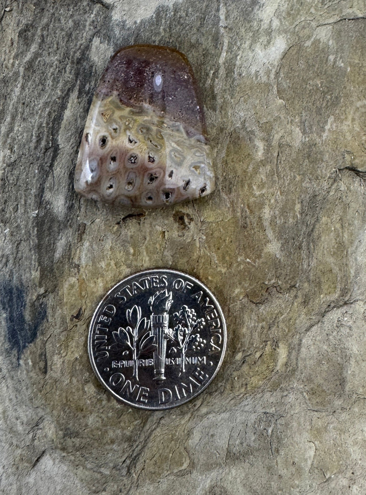 Petrified Tree Fern Designer Cabochon 18x22mm - petrified