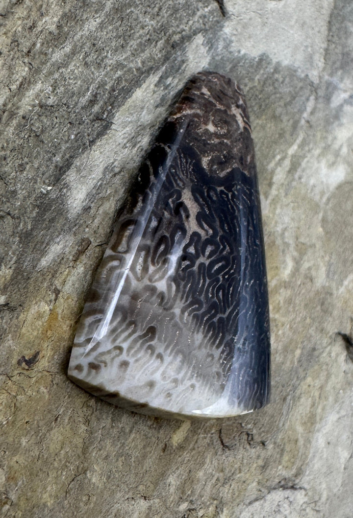 Petrified Tree Fern Designer Cabochon 24x34mm - petrified