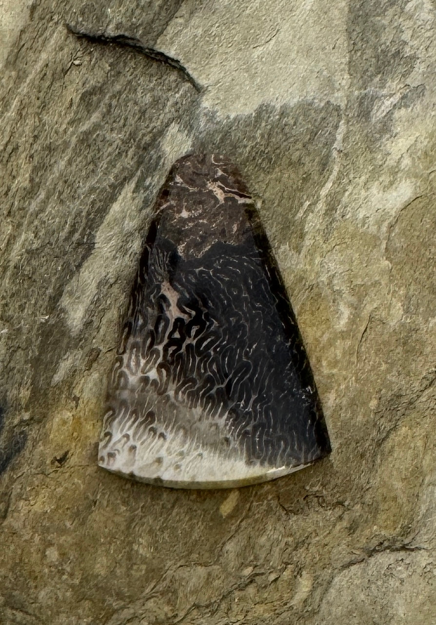 Petrified Tree Fern Designer Cabochon 24x34mm - petrified